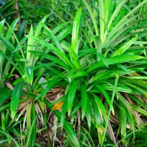 Pandan Plant, 2.5 Inch Pot