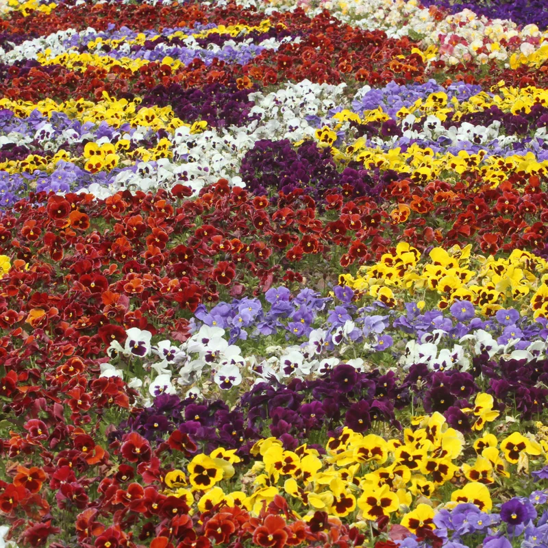 Pansy Flower Mix Live Plant 2-Pack - 4-6 Inch Viola Starter Plants in Pot