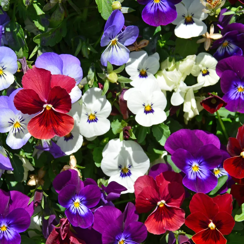 Pansy Flower Mix Live Plant 2-Pack - 4-6 Inch Viola Starter Plants in Pot