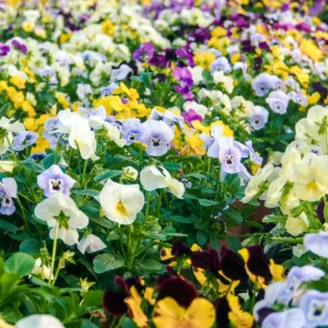 Pansy Flower Mix Live Plant 2-Pack - 4-6 Inch Viola Starter Plants in Pot