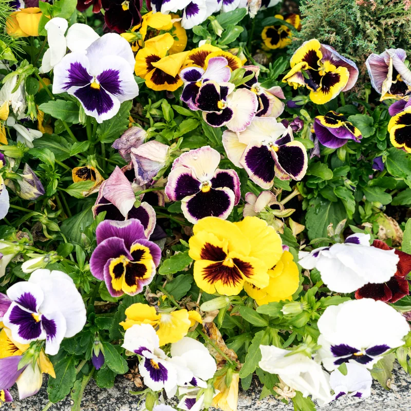 Pansy Flower Mix Live Plant 2-Pack - 4-6 Inch Viola Starter Plants in Pot