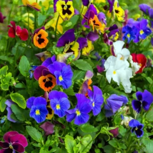 Pansy Flower Mix Live Plant 2-Pack - 4-6 Inch Viola Starter Plants in Pot