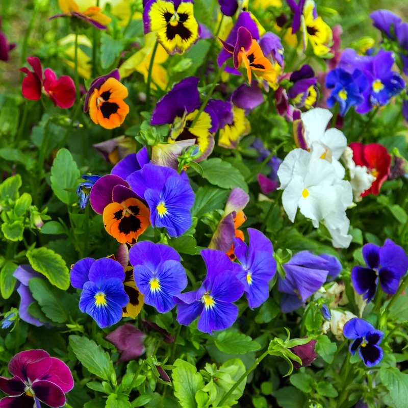 Pansy Flower Mix Live Plant 2-Pack - 4-6 Inch Viola Starter Plants in Pot