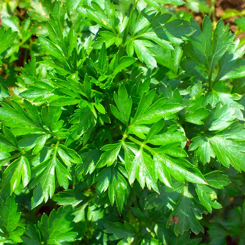 Parsley Plants Live Set - Culinary Herb Garden Starter - 5-8 Inch Height