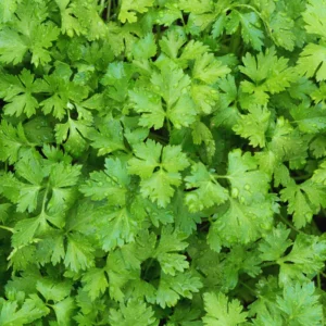 Parsley Plants Live Set - Culinary Herb Garden Starter - 5-8 Inch Height