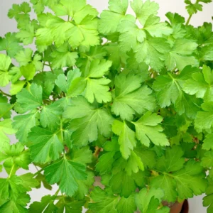 Parsley Plants Live Set of 4 Vegetable Plants 5-7 Inches Home Garden