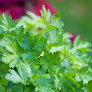 Parsley Plants Live Set of 4 Vegetable Plants 5-7 Inches Home Garden