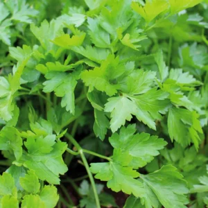 Parsley Plants Live Set of 4 Vegetable Plants 5-7 Inches Home Garden