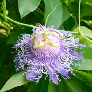 Passion Flower Vine Plant 5-7 Inch Tall Passiflora Incarnata