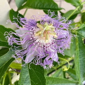 Passion Flower Vine Plant 5-7 Inch Tall Passiflora Incarnata