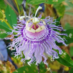 Passion Flower Vine Plant 5-7 Inch Tall Passiflora Incarnata