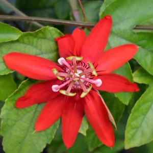 Passion Flower Vine Plant - 5-7 Inch Tall - Red Passiflora