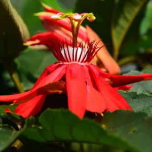 Passion Flower Vine Plant - 5-7 Inch Tall - Red Passiflora