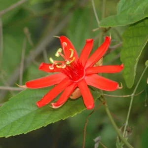 Passion Flower Vine Plant - 5-7 Inch Tall - Red Passiflora