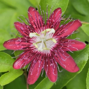 Passion Flower Vine Plant Lady Magaret - 5-7 Inch Tall Climbing Vine