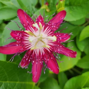 Passion Flower Vine Plant Lady Magaret - 5-7 Inch Tall Climbing Vine