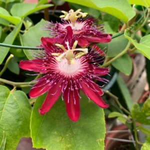 Passion Flower Vine Plant Lady Magaret - 5-7 Inch Tall Climbing Vine