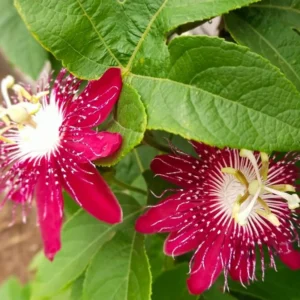 Passion Flower Vine Plant Lady Magaret - 5-7 Inch Tall Climbing Vine