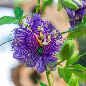 Passion Flower Vine Plant Passiflora Inspiration - 5-7 Inch Tall Climbing Vine
