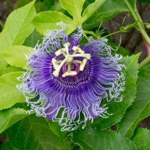 Passion Flower Vine Plant Passiflora Inspiration - 5-7 Inch Tall Climbing Vine