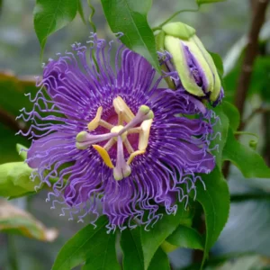 Passion Flower Vine Plant Passiflora Inspiration - 5-7 Inch Tall Climbing Vine