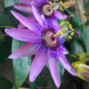 Passion Flower Vine Plant - Passiflora Lady Lavender - 5-7 Inch Tall