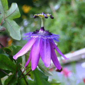 Passion Flower Vine Plant - Passiflora Lady Lavender - 5-7 Inch Tall