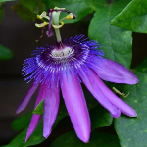 Passion Flower Vine Plant - Passiflora Lady Lavender - 5-7 Inch Tall