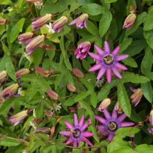 Passion Flower Vine Plant - Passiflora Lady Lavender - 5-7 Inch Tall