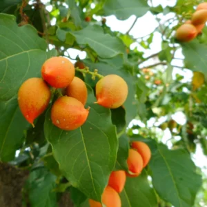 Peanut Butter Fruit Live Plant, 6 to 10 Inch Tall Fruit Tree Plant for Outdoor Garden