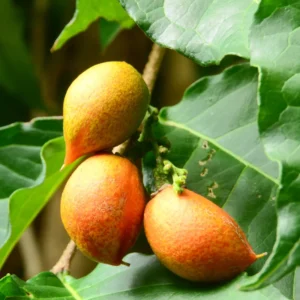 Peanut Butter Fruit Live Plant, 6 to 10 Inch Tall Fruit Tree Plant for Outdoor Garden