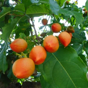 Peanut Butter Fruit Live Plant, 6 to 10 Inch Tall Fruit Tree Plant for Outdoor Garden