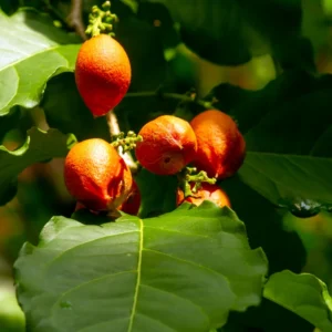 Peanut Butter Fruit Live Plant, 6 to 10 Inch Tall Fruit Tree Plant for Outdoor Garden