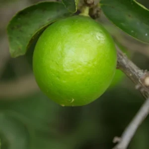 Persian Lime Tree - 2 to 3 Feet Citrus Tree