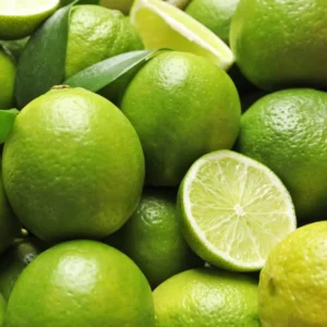 Persian Lime Tree - 2 to 3 Feet - Fruit Tree - Potted Plant