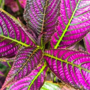 Persian Shield Plants: 6 Live Starter Plants in Pot 4-6 Inch Tall