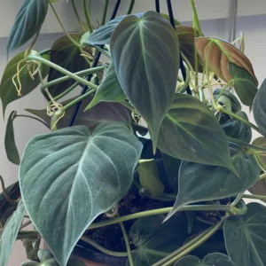 Philodendron Micans Plant Live - 6 Inch Velvet Leaf Houseplant