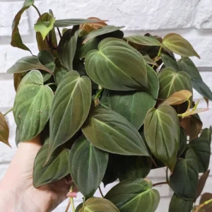 Philodendron Micans Plant Live - 6 Inch Velvet Leaf Houseplant