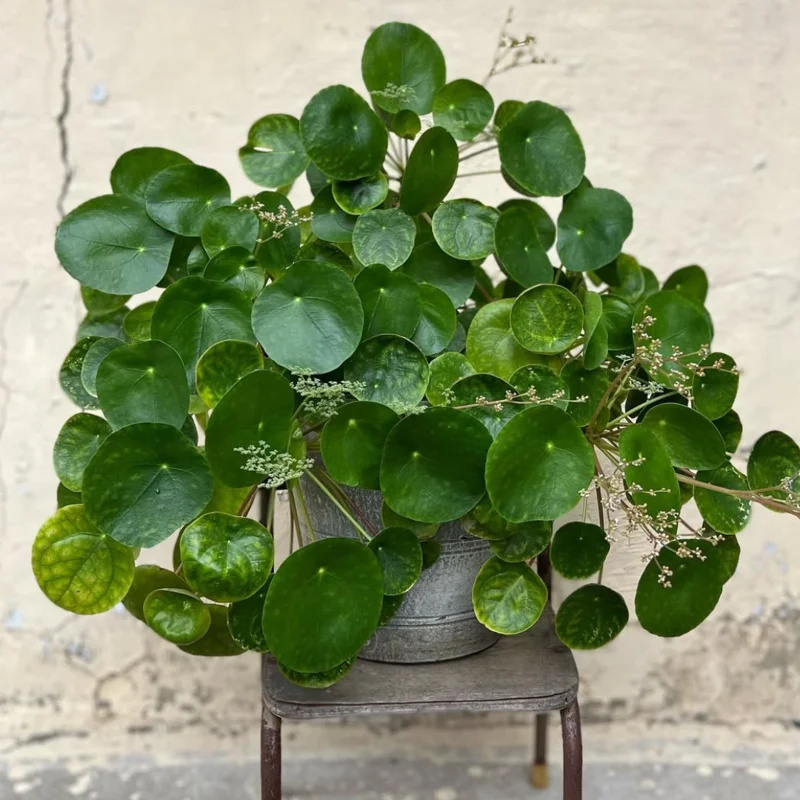 Pilea Peperomia Plants - 3 Live Money Plants - 5-7 Inch Indoor Outdoor