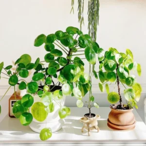 Pilea Peperomia Plants - 3 Live Money Plants - 5-7 Inch Indoor Outdoor