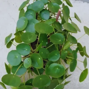 Pilea Peperomia Plants - 3 Live Money Plants - 5-7 Inch Indoor Outdoor