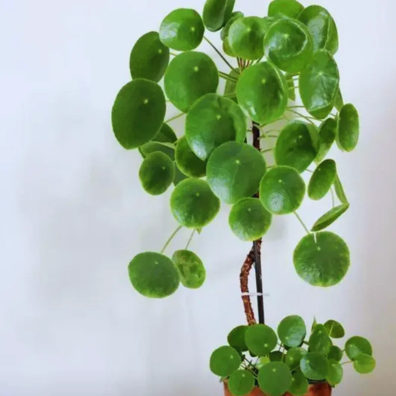 Pilea Peperomia Plants - 3 Live Money Plants - 5-7 Inch Indoor Outdoor