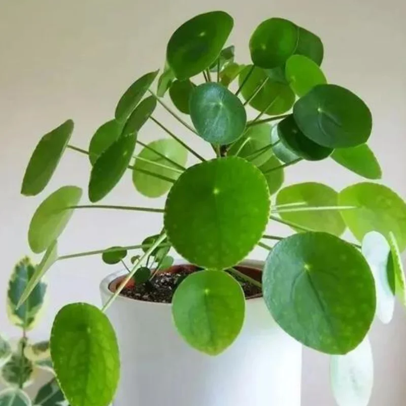 Pilea Peperomia Plants - 3 Live Money Plants - 5-7 Inch Indoor Outdoor