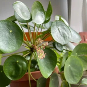 Pilea Peperomioides Plant - Indoor Houseplant, 4 Inch Pot, Green