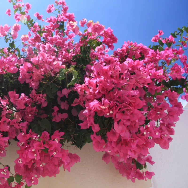 Pink Bougainvillea Plant - 2.5 Inch Pot - Flowering Vine
