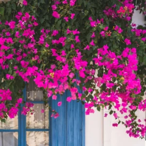 Pink Bougainvillea Plant - 2.5 Inch Pot - Flowering Vine