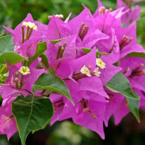Pink Bougainvillea Plant - 2.5 Inch Pot - Flowering Vine