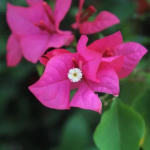 Pink Bougainvillea Plant - 2.5 Inch Pot - Flowering Vine