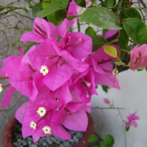 Pink Bougainvillea Plant - 2.5 Inch Pot - Flowering Vine