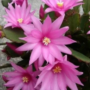 Pink Easter Cactus Plant - 4 Inch Pot - Flowering Indoor Succulent